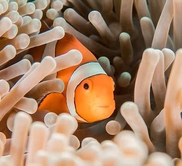 Ökologie Kurse Clownfisch mit Specialdive