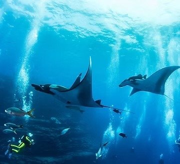 Ökologie Kurse zwei Manta Fische im Meer mit Tauchern