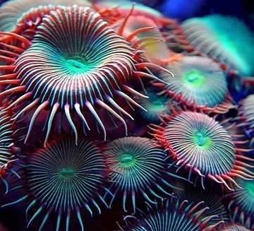 Ökologie Kurse Korallen im Wasser