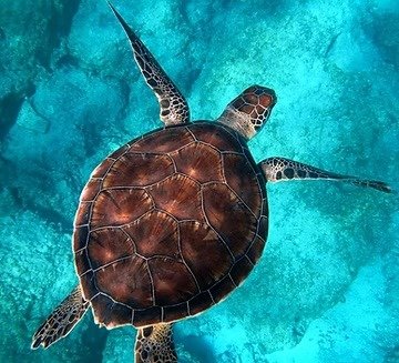 Ökologie Kurse Schildkröte im Wasser