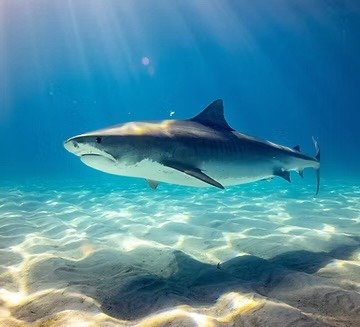Ökologie Kurse Hai im Meer mit Specialdive